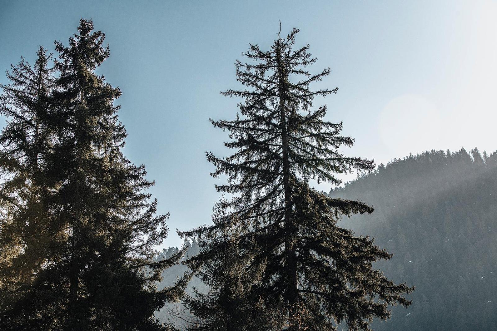Roombox Likani Borjomi Dış mekan fotoğraf